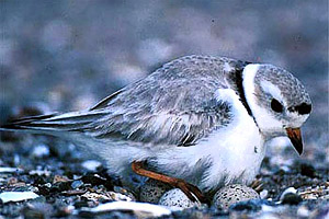 Piping plover. Photo courtesy Paul Fusco/U.S. Fish and Wildlife Service