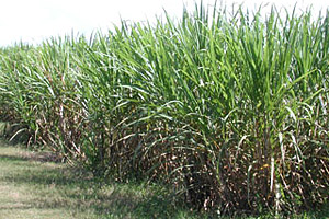 Sugar cane field. Photo © Cathleen Bester/Florida Museum