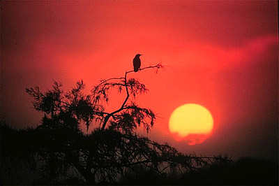 Everglades sunrise. Photo courtesy NOAA