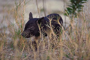 Feral hog. Photo courtesy South Florida Water Management District