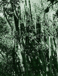 Tree cactus. Photo courtesy U.S. Geological Survey