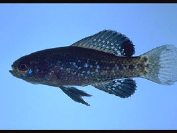 Everglades Pygmy Sunfish (Elassoma evergladei). Photo © Noel Burkhead