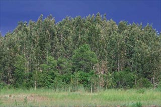 Melaleuca quinquenervia - the punk tree. Photo courtesy U.S. Geological Survey