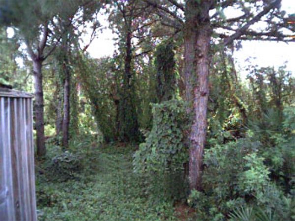 Air potato and Brazilian pepper choke native vegetation. Photo courtesy U.S. Environmental Protection Agency
