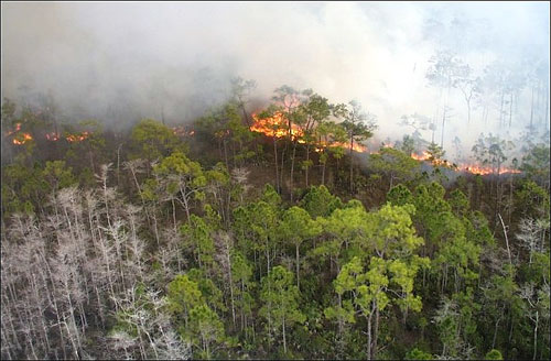 Pineland fire. Photo courtesy U.S. Geological Survey