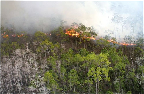 Pineland fire. Photo courtesy U.S. Geological Survey