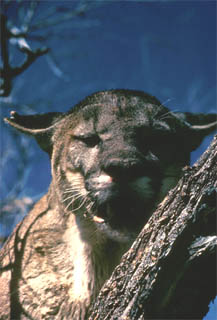 Florida panther. Photo courtesy U.S. Fish and Wildlife Service