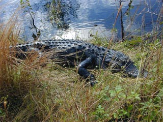 American Alligator. Photo courtesy U.S. Geological Survey