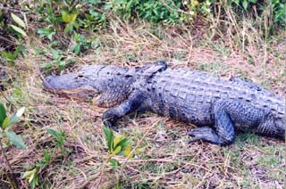 Alligator. Photo © Dana Ehret