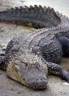 American Alligator. Photo courtesy NASA