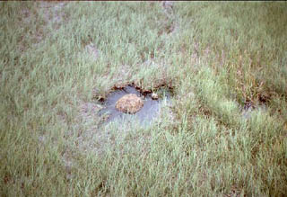 Alligator hole. Photo courtesy South Florida Water Management District