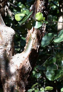 Gumbo limbo tree. Photo courtesy U.S. Geological Survey