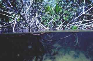 Split-view of mangrove habitat. Photo © Don DeMaria