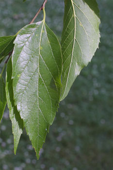 Hackberry leaves. Photo © Steve Baskauf