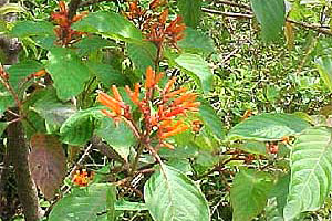 Fire Bush (Hamelia patens). Photo courtesy South Florida Water Management District