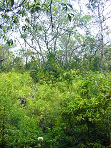 Tropical hardwood hammock. Photo courtesy U.S. Geological Survey