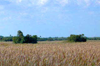 Tree islands. Photo courtesy U.S. Geological Survey