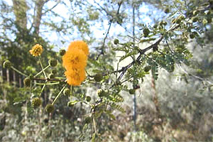 Sweet acacia (Acacia farnesiana). Photo © Keith Haworth