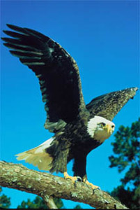 Southern bald eagle (Haliaeetus leucocephalus leucocephalus). Photo courtesy U.S. Fish and Wildlife Service