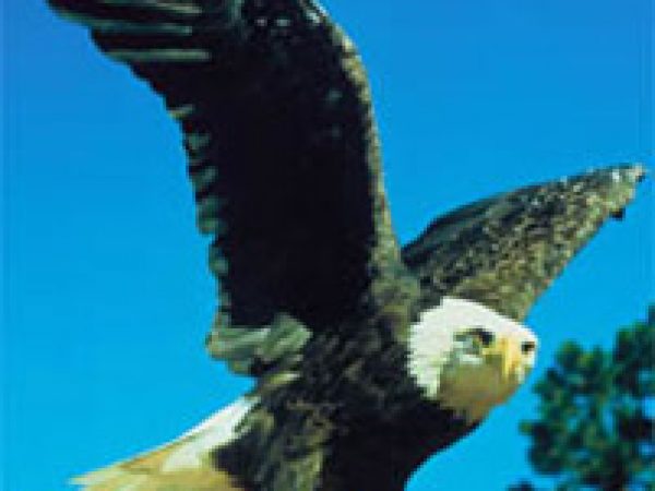 Southern Bald Eagle (Haliaeetus leucocephalus leucocephalus). Photo courtesy U.S. Fish and Wildlife Service