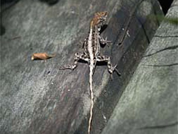 Brown Anole (Anolis sagrei). Photo courtesy U.S. Geological Survey