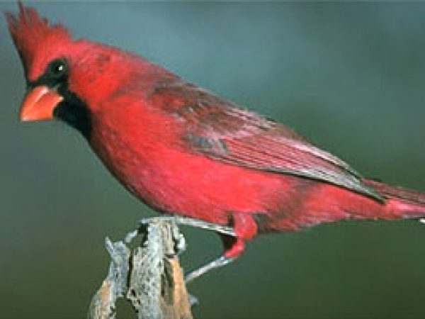 Cardinal (Cardinalis cardinalis). Photo © Dr. Lloyd Glenn Ingles, California Academy of Sciences