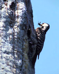 Red-Cockaded Woodpecker. Photo courtesy U.S. Fish and Wildlife Service