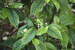 Wild coffee. Photo courtesy U.S. Geological Survey