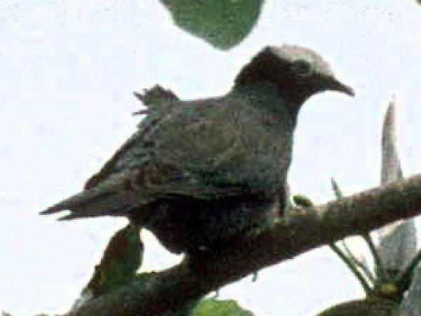White-crowned Pigeon (Columba leucocephala). Photo courtesy U.S. Geological Survey