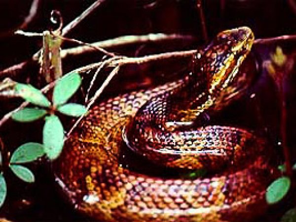 Eastern Cottonmouth (Agkistrodon piscivorus). Photo courtesy U. S. Fish and Wildlife Service