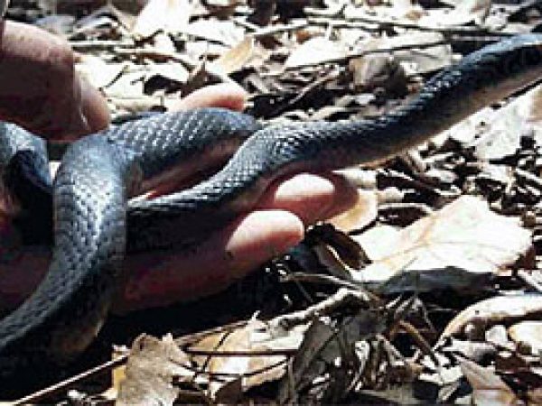 Everglades Racer (Coluber constrictor paludicola). Photo courtesy U.S. Geological Survey