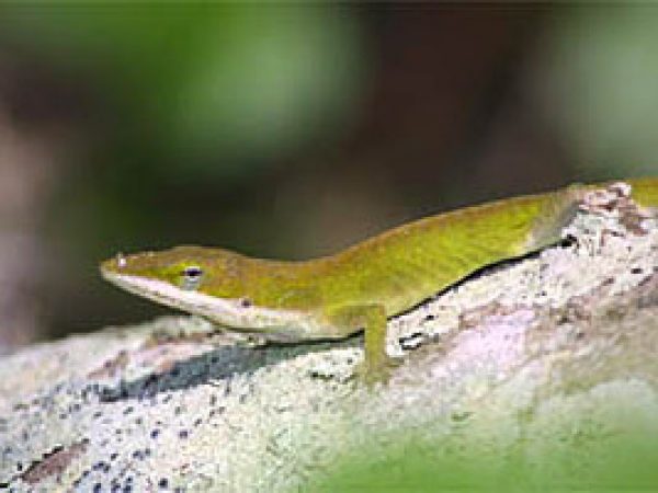 Green Anole (Anolis carolinensis). Photo © Adam P. Summers, Museum of Vertebrate Zoology