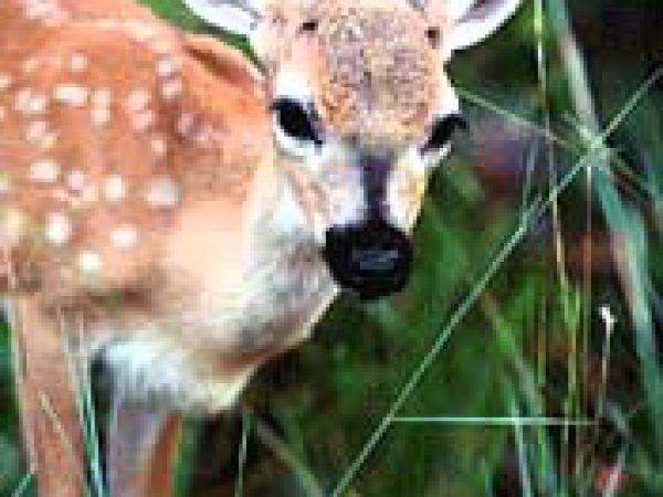 Key Deer (Odocoileus virginianus). Photo courtesy U.S. Fish and Wildlife Service