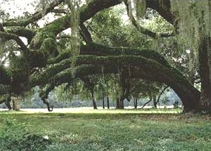 Live Oak (Quercus virginiana). Photo courtesy NOAA