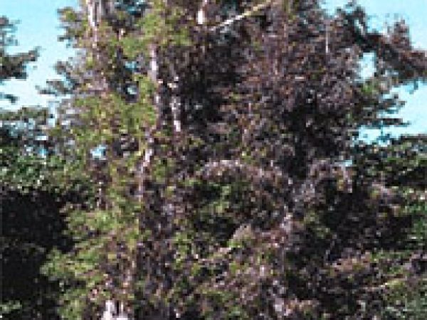 Melaleuca. Photo © U.S. Geological Survey