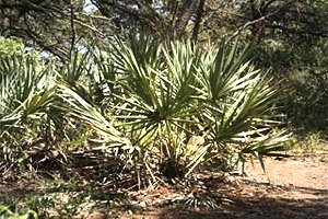 Saw palmetto. Photo courtesy U.S. Geological Survey