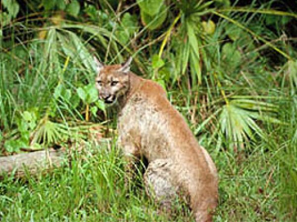 Florida panther (Felis concolor coryi). Photo courtesy U.S. Fish and Wildlife Service