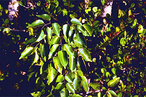 Poisonwood (Metopium toxiferum). Photo courtesy U.S. Fish and Wildlife Service