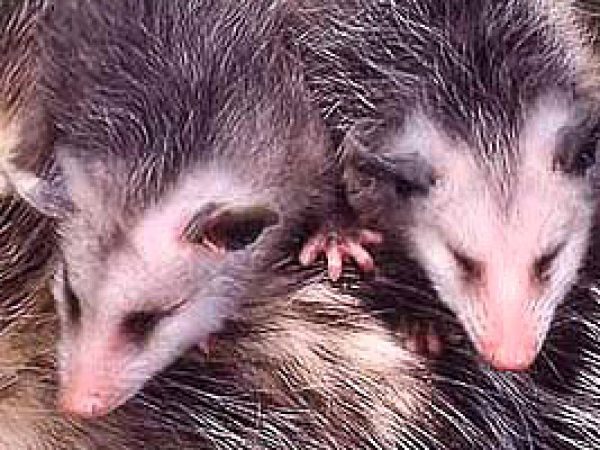 Opossum (Didelphis virginiana). Photo courtesy National Park Service