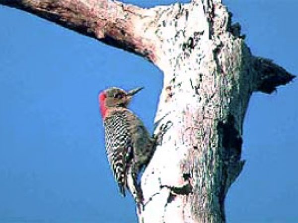 Red-Bellied Woodpecker (Melanerpes carolinus). Photo courtesy South Florida Water Management District