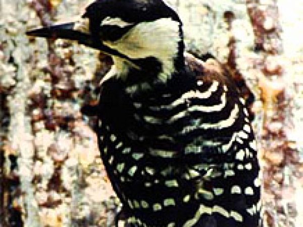 Red-Cockaded Woodpecker (Picoides borealis). Photo courtesy U.S. Fish and Wildlife Service