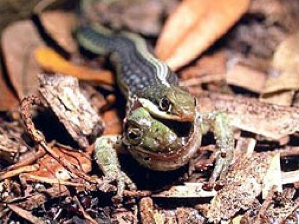 Florida Ribbon Snake (Thamnophis sauritus sackenii). Photo courtesy South Florida Water Management District