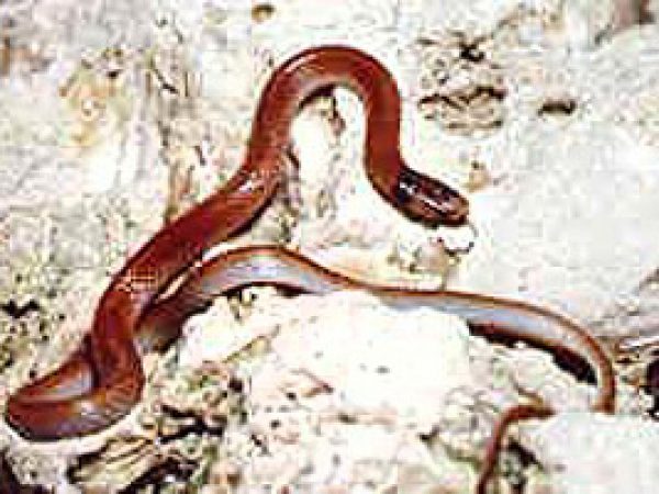 Rim Rock Crowned Snake (Tantilla oolitica). Photo © Kenneth Krysko