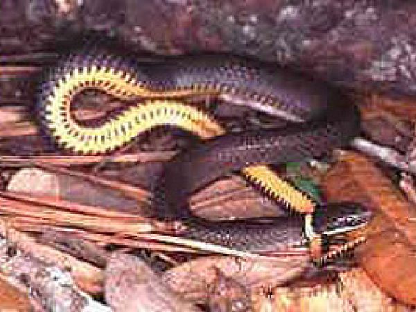 Ringneck Snake (Diadophis punctatus). Photo © Kenneth Krysko