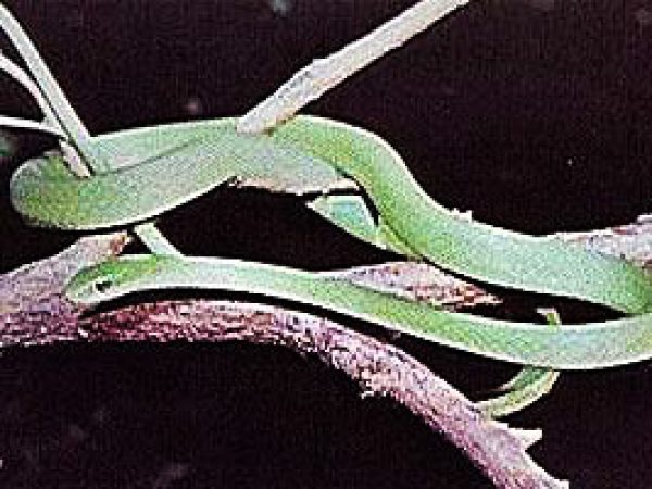 Rough Green snake (Opheodrys aestivus carinatus). Photo courtesy U.S. Fish and Wildlife Service