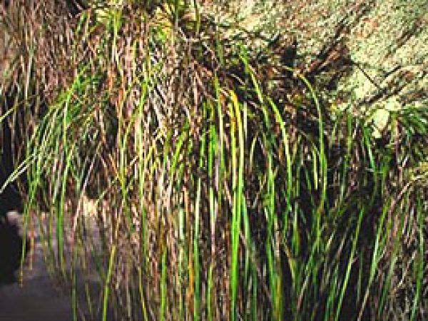 Strap Fern. Photo courtesy South Florida Water Management District