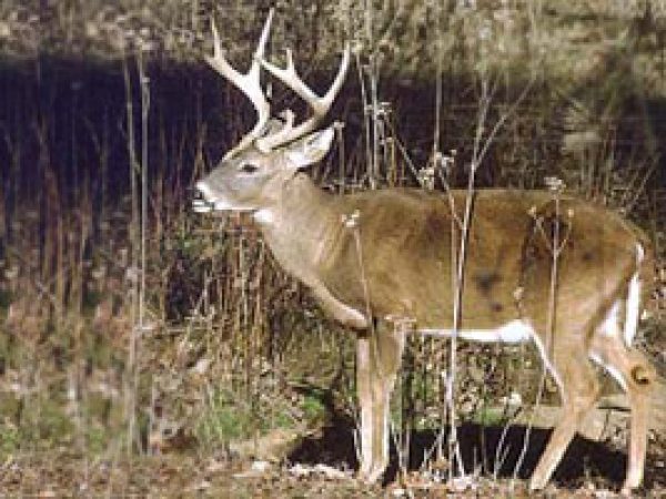 White-tailed Deer (Odocoileus virginianus). Photo courtesy U.S. Geological Survey