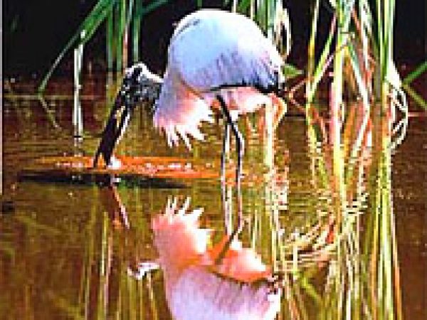 Wood Stork (Mycteria americana). Photo courtesy U.S. Geological Survey