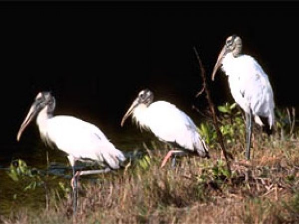 Wood stork (Mycteria americana). Photo © Gerald and Buff Corsi, California Academy of Sciences
