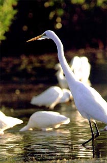 Great egret.